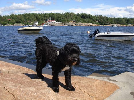 black dog at the seaside