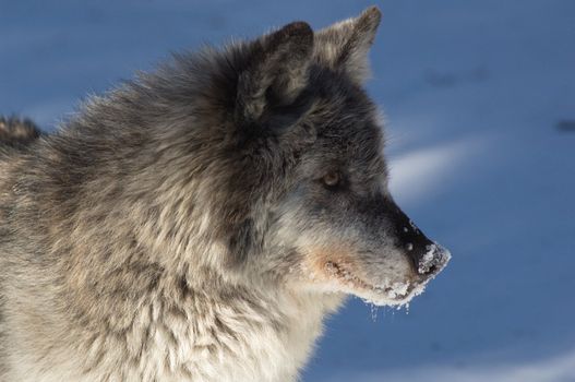 A female gray wolf in snow during winter