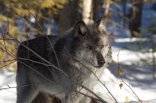 A female gray wolf in snow during winter