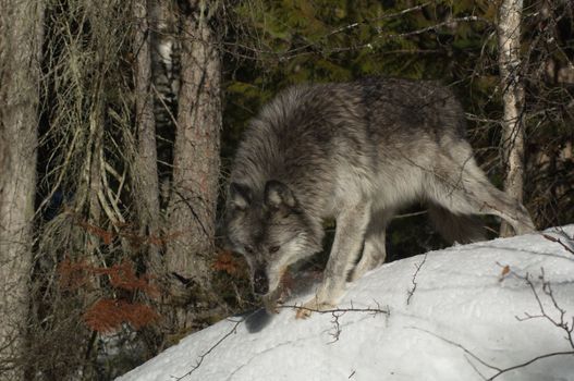 A female gray wolf in snow during winter