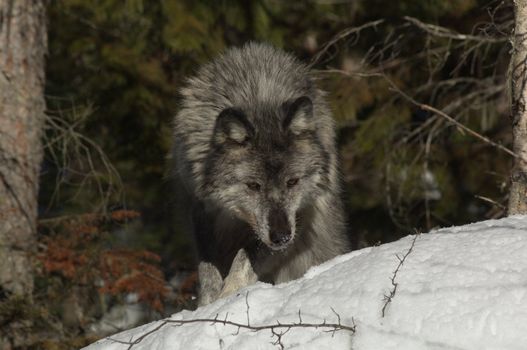 A female gray wolf in snow during winter