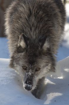 A female gray wolf in snow during winter