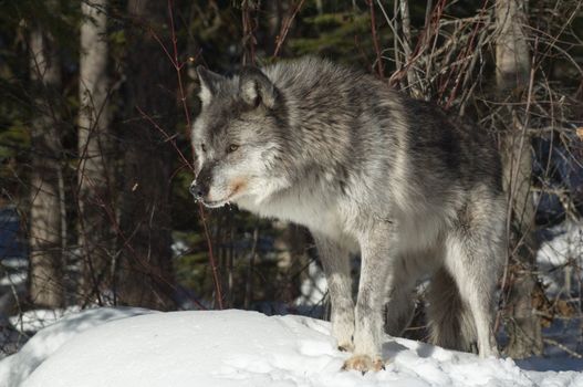 A female gray wolf in snow during winter