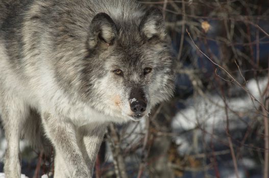 A female gray wolf in snow during winter