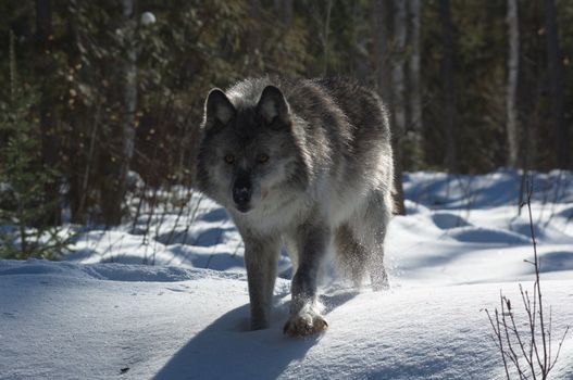 A female gray wolf in snow during winter