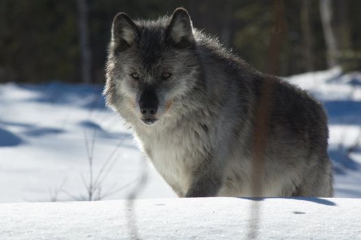 A female gray wolf in snow during winter