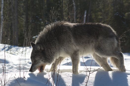 A female gray wolf in snow during winter