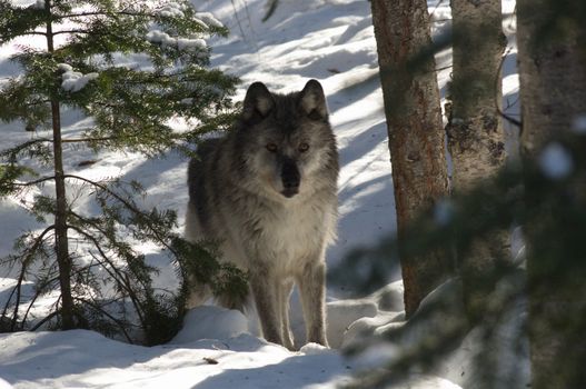 A female gray wolf in snow during winter