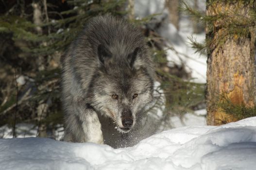 A female gray wolf in snow during winter