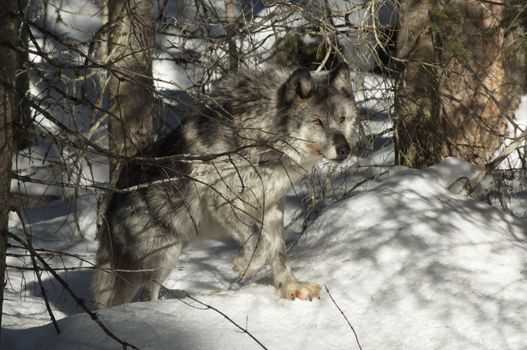 A female gray wolf in snow during winter