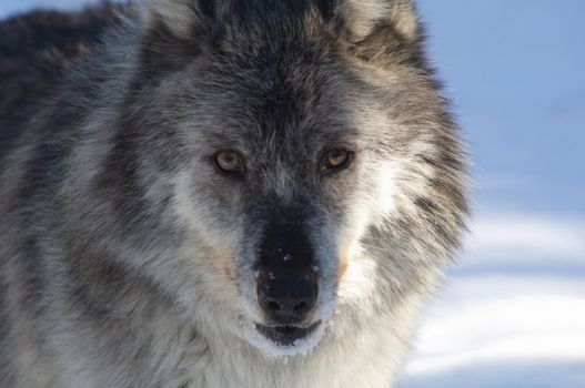 A female gray wolf in snow during winter