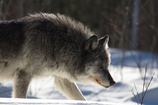 A female gray wolf in snow during winter