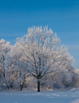 Woods in the snow. Cold winter day in Siberia. Trees in the snow.