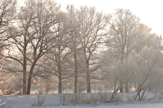 Woods in the snow. Cold winter day in Siberia. Trees in the snow.