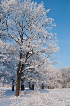 Woods in the snow. Cold winter day in Siberia. Trees in the snow.