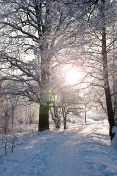 Woods in the snow. Cold winter day in Siberia. Trees in the snow.