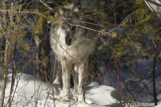 A female gray wolf in snow during winter