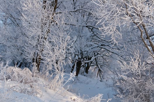 Woods in the snow. Cold winter day in Siberia. Trees in the snow.