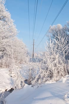 Woods in the snow. Cold winter day in Siberia. Trees in the snow.