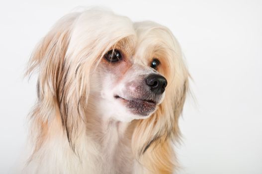 Groomed Chinese Crested Dog sitting - Powderpuff, 10 month old.