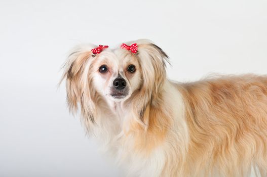 Groomed Chinese Crested Dog sitting - Powderpuff, 10 month old.