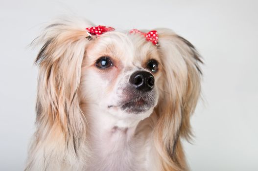 Groomed Chinese Crested Dog sitting - Powderpuff, 10 month old.