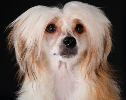Groomed Chinese Crested Dog sitting - Powderpuff, 10 month old.