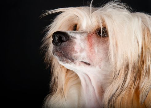 Groomed Chinese Crested Dog sitting - Powderpuff, 10 month old.