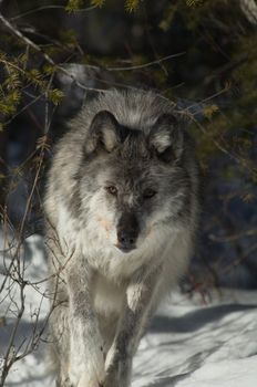 A female gray wolf in snow during winter