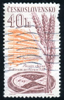 CZECHOSLOVAKIA - CIRCA 1961: stamp printed by Czechoslovakia, shows Wheat, circa 1961