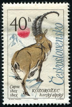 CZECHOSLOVAKIA - CIRCA 1963: stamp printed by Czechoslovakia, shows Alpine ibex, circa 1963