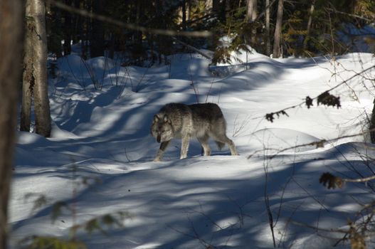 A female gray wolf in snow during winter