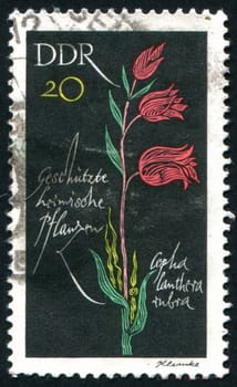 GERMANY - CIRCA 1966: stamp printed by Germany, shows tulip, circa 1966