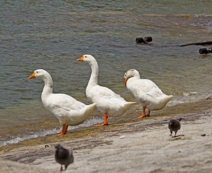 Three ducks, two with heads up, one with head down