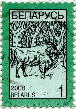 BELARUS - CIRCA 2000: stamp printed by Belarus, shows aurochs, circa 2000.