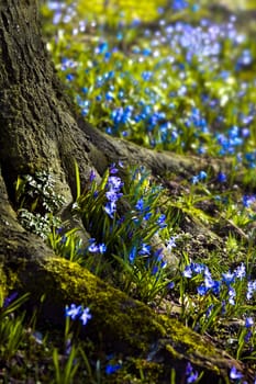 Scilla siberica 'Spring Beauty' or Siberian Squill blooming as a blue carpet under trees at the end of winter