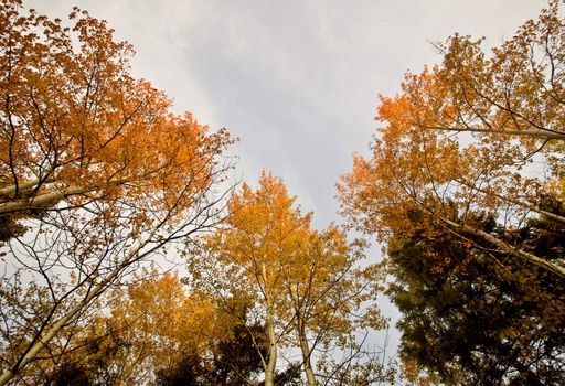 Fall Autumn colors trees Manitoba Canada