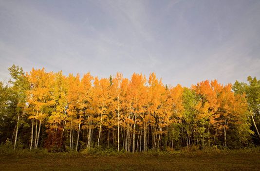 Fall Autumn colors trees Manitoba Canada