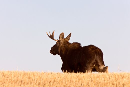 Young Bull Moose running in prairie field