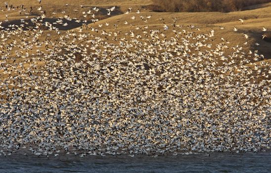 Snow Geese on Buffalo Pound Lake in flight Saskatchewan