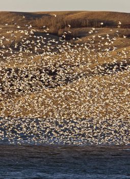 Snow Geese on Buffalo Pound Lake in flight Saskatchewan