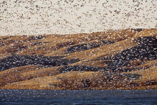 Snow Geese on Buffalo Pound Lake in flight Saskatchewan