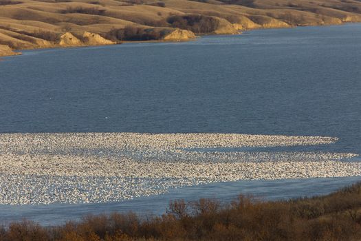 Snow Geese on Buffalo Pound Lake in flight Saskatchewan