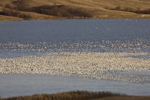 Snow Geese on Buffalo Pound Lake in flight Saskatchewan