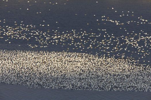 Snow Geese on Buffalo Pound Lake in flight Saskatchewan