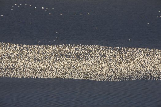 Snow Geese on Buffalo Pound Lake in flight Saskatchewan