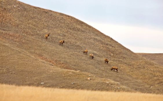 Herd of Elk on a Prairie hill Saskatchewan