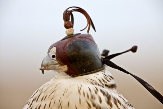 Gyrfalcon with hood falconer close