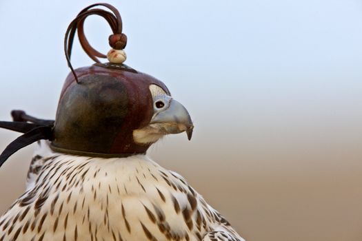 Gyrfalcon with hood falconer close