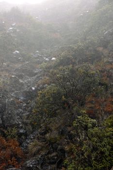 Foggy morning. Early foggy morning is high in mountains.